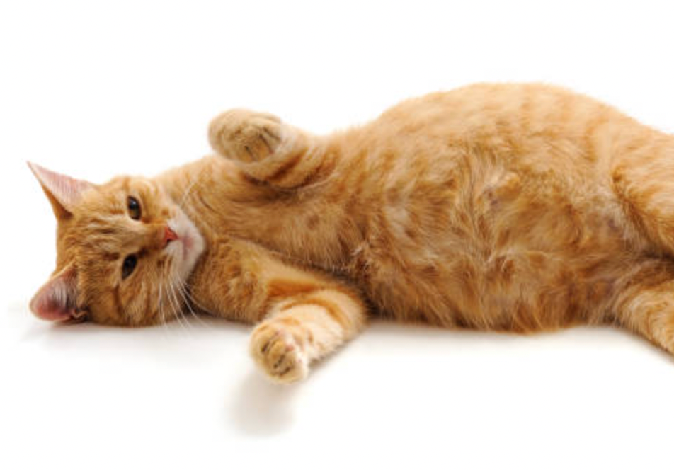 Nutritional needs for a pregnant cat top