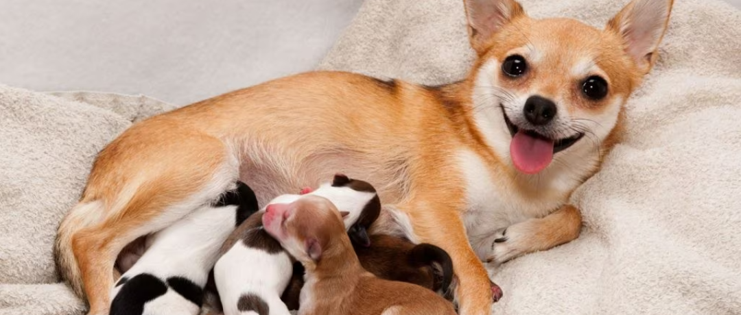 Proper nutrition for top a nursing dog