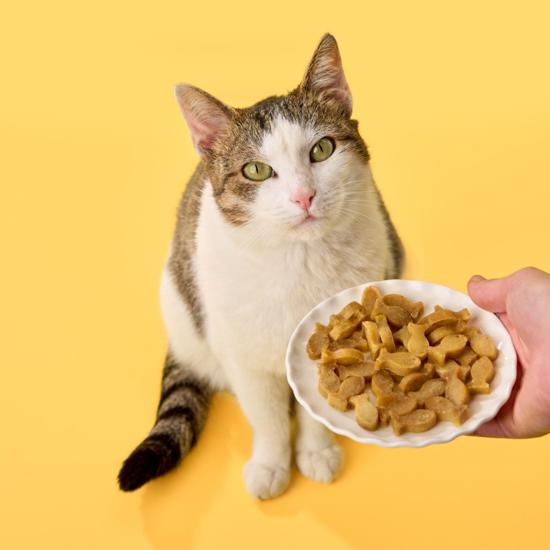 Pet Homemade Cat Treats Grain Free For Dogs Kidney Care Homemade
